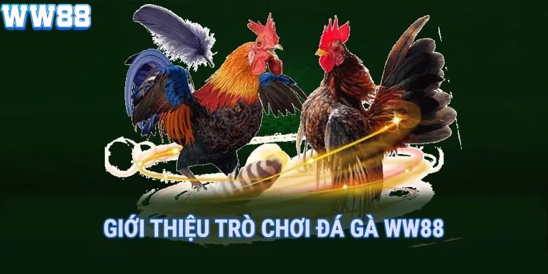 Giới thiệu đá gà ww88